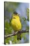 Lesser Goldfinch-Hal Beral-Stretched Canvas