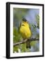 Lesser Goldfinch-Hal Beral-Framed Premium Photographic Print