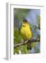 Lesser Goldfinch-Hal Beral-Framed Premium Photographic Print