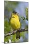 Lesser Goldfinch-Hal Beral-Mounted Premium Photographic Print