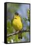 Lesser Goldfinch-Hal Beral-Framed Stretched Canvas