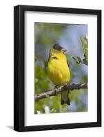 Lesser Goldfinch-Hal Beral-Framed Photographic Print