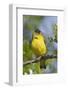 Lesser Goldfinch-Hal Beral-Framed Photographic Print