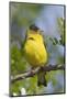 Lesser Goldfinch-Hal Beral-Mounted Photographic Print