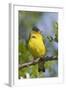 Lesser Goldfinch-Hal Beral-Framed Photographic Print