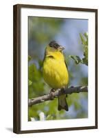 Lesser Goldfinch-Hal Beral-Framed Photographic Print