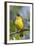 Lesser Goldfinch-Hal Beral-Framed Photographic Print