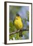 Lesser Goldfinch-Hal Beral-Framed Photographic Print