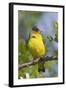 Lesser Goldfinch-Hal Beral-Framed Photographic Print