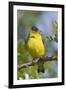 Lesser Goldfinch-Hal Beral-Framed Photographic Print