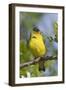 Lesser Goldfinch-Hal Beral-Framed Photographic Print