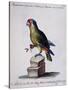 Lesser Green and Crimson Parrot of America (Psittacus Minore and Coccineo Viridis Americanus)-null-Stretched Canvas