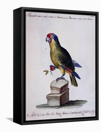 Lesser Green and Crimson Parrot of America (Psittacus Minore and Coccineo Viridis Americanus)-null-Framed Stretched Canvas