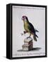 Lesser Green and Crimson Parrot of America (Psittacus Minore and Coccineo Viridis Americanus)-null-Framed Stretched Canvas