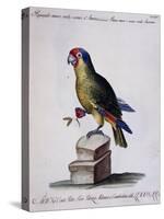 Lesser Green and Crimson Parrot of America (Psittacus Minore and Coccineo Viridis Americanus)-null-Stretched Canvas