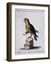Lesser Green and Crimson Parrot of America (Psittacus Minore and Coccineo Viridis Americanus)-null-Framed Giclee Print