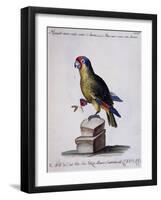 Lesser Green and Crimson Parrot of America (Psittacus Minore and Coccineo Viridis Americanus)-null-Framed Giclee Print
