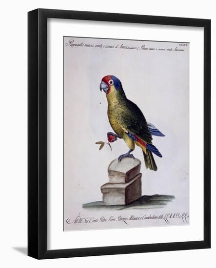 Lesser Green and Crimson Parrot of America (Psittacus Minore and Coccineo Viridis Americanus)-null-Framed Giclee Print