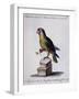 Lesser Green and Crimson Parrot of America (Psittacus Minore and Coccineo Viridis Americanus)-null-Framed Giclee Print