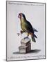 Lesser Green and Crimson Parrot of America (Psittacus Minore and Coccineo Viridis Americanus)-null-Mounted Giclee Print