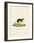 Lesser Gymnure-null-Framed Giclee Print