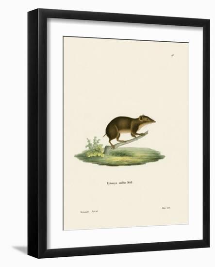 Lesser Gymnure-null-Framed Giclee Print