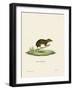 Lesser Gymnure-null-Framed Giclee Print