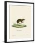 Lesser Gymnure-null-Framed Giclee Print