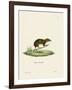 Lesser Gymnure-null-Framed Giclee Print