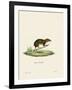 Lesser Gymnure-null-Framed Giclee Print