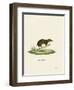 Lesser Gymnure-null-Framed Premium Giclee Print