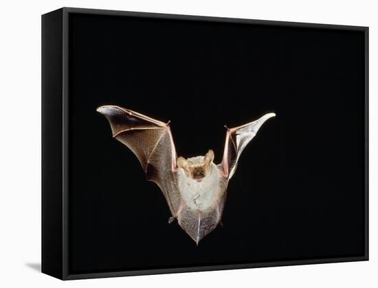 Lesser Long-Eared Bat in Flight-null-Framed Stretched Canvas