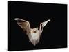 Lesser Long-Eared Bat in Flight-null-Stretched Canvas