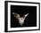 Lesser Long-Eared Bat in Flight-null-Framed Photographic Print