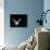 Lesser Long-Eared Bat in Flight-null-Photographic Print displayed on a wall