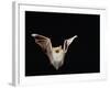 Lesser Long-Eared Bat in Flight-null-Framed Photographic Print