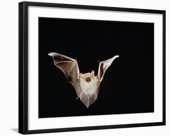 Lesser Long-Eared Bat in Flight-null-Framed Photographic Print