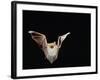 Lesser Long-Eared Bat in Flight-null-Framed Photographic Print