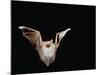 Lesser Long-Eared Bat in Flight-null-Mounted Photographic Print