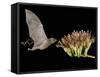 Lesser Long-Nosed Bat in Flight Feeding on Agave Blossom, Tuscon, Arizona, USA-Rolf Nussbaumer-Framed Stretched Canvas