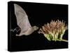 Lesser Long-Nosed Bat in Flight Feeding on Agave Blossom, Tuscon, Arizona, USA-Rolf Nussbaumer-Stretched Canvas