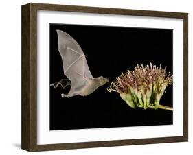 Lesser Long-Nosed Bat in Flight Feeding on Agave Blossom, Tuscon, Arizona, USA-Rolf Nussbaumer-Framed Photographic Print