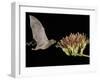 Lesser Long-Nosed Bat in Flight Feeding on Agave Blossom, Tuscon, Arizona, USA-Rolf Nussbaumer-Framed Photographic Print