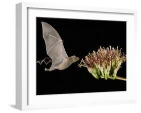 Lesser Long-Nosed Bat in Flight Feeding on Agave Blossom, Tuscon, Arizona, USA-Rolf Nussbaumer-Framed Photographic Print