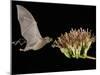 Lesser Long-Nosed Bat in Flight Feeding on Agave Blossom, Tuscon, Arizona, USA-Rolf Nussbaumer-Mounted Photographic Print