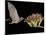 Lesser Long-Nosed Bat in Flight Feeding on Agave Blossom, Tuscon, Arizona, USA-Rolf Nussbaumer-Mounted Photographic Print