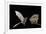 Lesser Long-Nosed Bat (Leptonycteris Curasoae) Flying-Rolf Nussbaumer-Framed Photographic Print