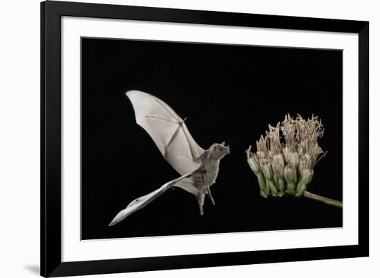 Lesser Long-Nosed Bat (Leptonycteris Curasoae) Flying-Rolf Nussbaumer-Framed Photographic Print