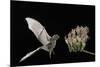 Lesser Long-Nosed Bat (Leptonycteris Curasoae) Flying-Rolf Nussbaumer-Mounted Photographic Print