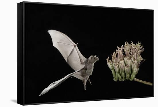 Lesser Long-Nosed Bat (Leptonycteris Curasoae) Flying-Rolf Nussbaumer-Framed Stretched Canvas